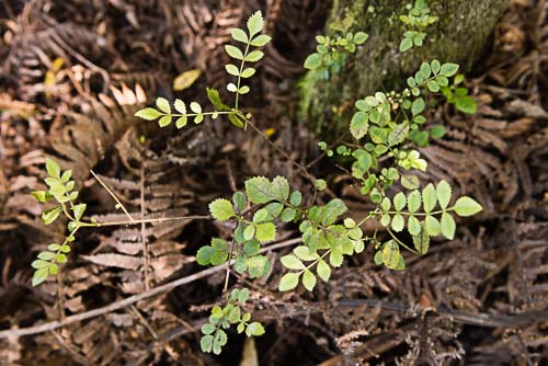 Native Plant Survey, Rangitane Reserve
