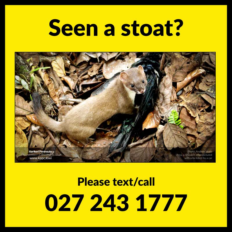 seen a stoat